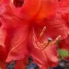 Robert E. Lee Native Azalea (Rhododendron) - 3 Gallon Pot -Plant Shop Native Azalea Robert E Lee 1