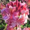 Southern Sunset Aromi Azalea (Rhododendron Hybrid) - 3 Gallon Pot 1 Southern Sunset Aromi Azalea (Rhododendron Hybrid) - 3 Gallon Pot -Plant Shop Native Azalea Southern Sunset 1