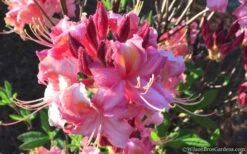 Southern Sunset Aromi Azalea (Rhododendron Hybrid) - 3 Gallon Pot -Plant Shop Native Azalea Southern Sunset 2