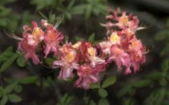 Southern Sunset Aromi Azalea (Rhododendron Hybrid) - 3 Gallon Pot -Plant Shop Native Azalea Southern Sunset 4