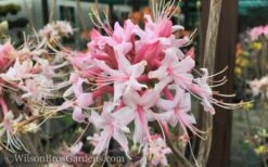 Varnadoes Phlox Pink Native Azalea - Rhododendron Canescens - 1 Gallon Pot -Plant Shop Native Azalea Varnadoes Pink Phlox 50 1