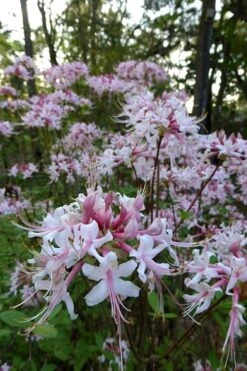 Varnadoes Phlox Pink Native Azalea - Rhododendron Canescens - 3 Gallon Pot -Plant Shop Native Azalea Varnadoes Pink Phlox 54