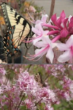 Varnadoes Phlox Pink Native Azalea - Rhododendron Canescens - 3 Gallon Pot -Plant Shop Native Azalea Varnadoes Pink Phlox 55