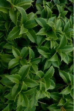 Wheeler's Cold Hardy Fragrant Tea Olive (Osmanthus) - 3 Gallon Pot 12 Wheeler's Cold Hardy Fragrant Tea Olive (Osmanthus) - 3 Gallon Pot -Plant Shop Osmanthus Carl Wheeler 15