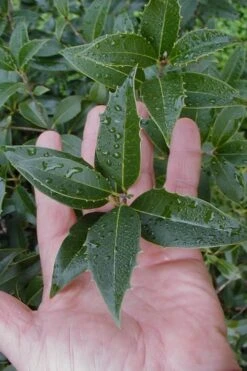 Wheeler's Cold Hardy Fragrant Tea Olive (Osmanthus) - 3 Gallon Pot 13 Wheeler's Cold Hardy Fragrant Tea Olive (Osmanthus) - 3 Gallon Pot -Plant Shop Osmanthus Carl Wheeler 6