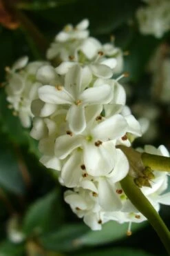 Wheeler's Cold Hardy Fragrant Tea Olive (Osmanthus) - 3 Gallon Pot 11 Wheeler's Cold Hardy Fragrant Tea Olive (Osmanthus) - 3 Gallon Pot -Plant Shop Osmanthus Carl Wheeler 9