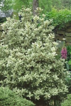 Goshiki Osmanthus (Variegated False Holly) - 2 Gallon Pot 11 Goshiki Osmanthus (Variegated False Holly) - 2 Gallon Pot -Plant Shop Osmanthus Goshiki 20 3
