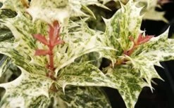 Goshiki Osmanthus (Variegated False Holly) - 1 Gallon Pot 13 Goshiki Osmanthus (Variegated False Holly) - 1 Gallon Pot -Plant Shop Osmanthus Goshiki Foliage Closeup 2