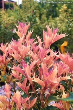 Party Lights Pink Flush Tea Olive - Osmanthus Heterophyllus - 5 Gallon Pot -Plant Shop Osmanthus Party Lights 11