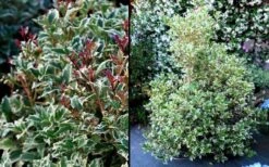 Fragrant Variegated Tea Olive - Osmanthus Heterophyllus 'Variegatus' - 3 Gallon Pot -Plant Shop Osmanthus Variegated False Holly 2
