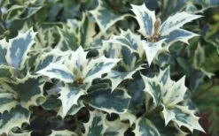 Fragrant Variegated Tea Olive - Osmanthus Heterophyllus 'Variegatus' - 3 Gallon Pot -Plant Shop Osmanthus Variegated False Holly Leaves