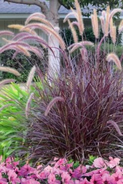 Purple Fountain Grass (Pennisetum Rubrum) - 5 Pack Of Quart Pots -Plant Shop Pennisetum Rubra Purple Fountain Grass 21 1