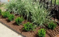 Baby Gem Boxwood - 2 Gallon Pot -Plant Shop Picture Boxwood Baby Gem Edger