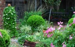 Baby Gem Boxwood - 2 Gallon Pot -Plant Shop Picture Boxwood Baby Gem Specimen