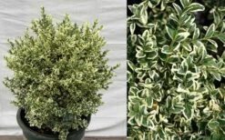 Dwarf Variegated Boxwood - 2 Gallon Pot 12 Dwarf Variegated Boxwood - 2 Gallon Pot -Plant Shop Picture Boxwood Dwarf Variegated
