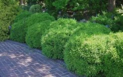 Franklins Gem Dwarf Boxwood - 6 Pack Of 1 Gallon Pots -Plant Shop Picture Boxwood Franklins Gem 2