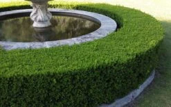 Little Missy Dwarf Boxwood - 1 Gallon Pot -Plant Shop Picture Boxwood Franklins Gem Hedge 1