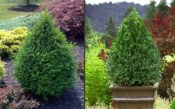 Green Mountain Boxwood - 3 Gallon Pot -Plant Shop Picture Boxwood Green Mountain 2 2