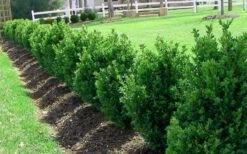Green Mountain Boxwood - 2 Gallon Pot -Plant Shop Picture Boxwood Green Mountain Hedge 1