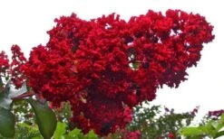 Dynamite Red Crape Myrtle - 7 Gallon Pot (3-4') -Plant Shop Picture Crape Myrtle Dynamite 1 1