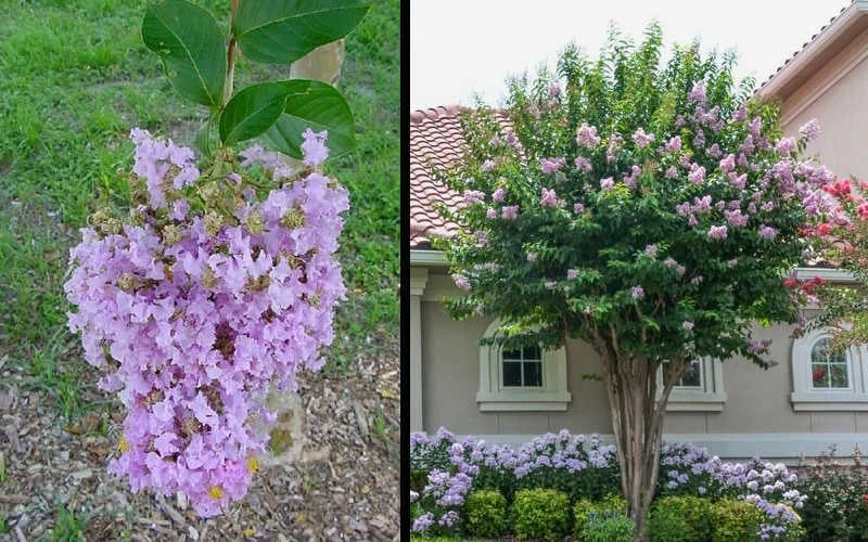 Muskogee Lavender Crape Myrtle - 7 Gallon Pot (4-5') 6 Muskogee Lavender Crape Myrtle - 7 Gallon Pot (4-5') - Image 4