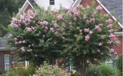 Muskogee Lavender Crape Myrtle - 7 Gallon Pot (4-5') 11 Muskogee Lavender Crape Myrtle - 7 Gallon Pot (4-5') -Plant Shop Picture Crape Myrtle Muskogee Lavender 2