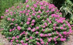 Pocomoke Dwarf Crape Myrtle - 6 Pack Of 1 Gallon Pots -Plant Shop Picture Crape Myrtle Pocomoke 2