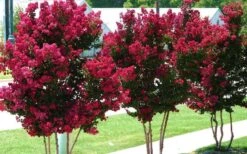 Tonto Red Crape Myrtle - 7 Gallon Pot (3-4') -Plant Shop Picture Crape Myrtle Tonto 2