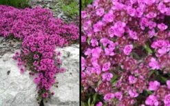 Red Creeping Thyme (Thymus Praecox 'Coccineus') - 5 Pack Of Quart Pots 13 Red Creeping Thyme (Thymus Praecox 'Coccineus') - 5 Pack Of Quart Pots -Plant Shop Picture Creeping Thyme Red 4