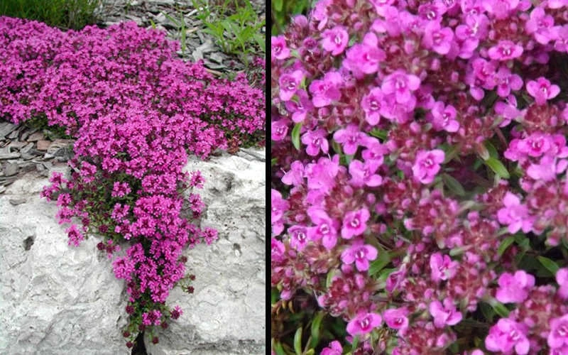 Red Creeping Thyme (Thymus Praecox 'Coccineus') - 5 Pack Of Quart Pots 8 Red Creeping Thyme (Thymus Praecox 'Coccineus') - 5 Pack Of Quart Pots - Image 6
