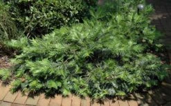 Creeping Japanese Plum Yew (Cephalotaxus Harringtonia 'Prostrata') - 3 Gallon Pot -Plant Shop Picture Creeping Yew