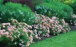 Apricot Drift Dwarf Rose - 1 Gallon Pot -Plant Shop Picture Drift Rose Apricot Border