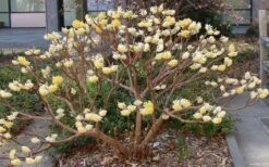 Edgeworthia Chrysantha - Paper Bush - 5 Gallon Pot -Plant Shop Picture Edgeworthia Paper Bush 3