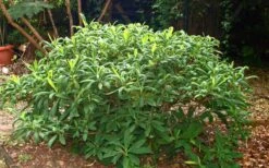 Edgeworthia Chrysantha - Paper Bush - 5 Gallon Pot -Plant Shop Picture Edgeworthia Shrub