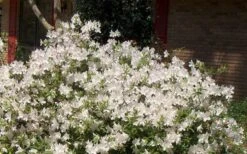 Autumn Ivory Encore Azalea - 3 Gallon Pot -Plant Shop Picture Encore Azalea Ivory 3 1
