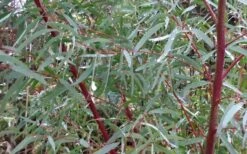 Angus Cold Hardy Eucalyptus Tree (Eucalyptus Nicholii) - 6 Pack Of 1 Gallon Pots -Plant Shop Picture Eucalyptus Tree Anugus Willow Leaf Peppermint 3
