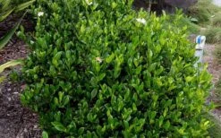 August Beauty Gardenia - 6 Pack Of 1 Gallon Pots -Plant Shop Picture Gardenia August Beauty