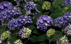 Bloomstruck Endless Summer Hydrangea - 3 Gallon Pot -Plant Shop Picture Hydrangea Bloomstruck