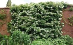 Moonlight Climbing Hydrangea - 5 Gallon Pot -Plant Shop Picture Hydrangea Climbing Petiolaris 5 2