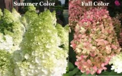Limelight PeeGee Hydrangea - Single Trunk Topiary Tree - 5 Gallon Pot -Plant Shop Picture Hydrangea Limelight 3