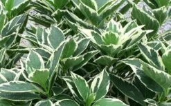 Mariesii Variegated Lacecap Hydrangea - 3 Gallon Pot -Plant Shop Picture Hydrangea Variegated Foliage