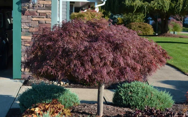 Crimson Queen Dwarf Japanese Maple - 3 Gallon Pot 8 Crimson Queen Dwarf Japanese Maple - 3 Gallon Pot - Image 6