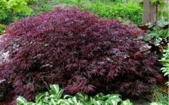 Red Dragon Dwarf Japanese Maple - 1 Gallon Pot 17 Red Dragon Dwarf Japanese Maple - 1 Gallon Pot -Plant Shop Picture Japanese Maple Red Dragon 1
