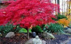 Red Dragon Dwarf Japanese Maple - 3 Gallon Pot -Plant Shop Picture Japanese Maple Red Dragon 4