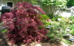 Tamukeyama Dwarf Red Japanese Maple - 1 Gallon Pot - High Grafted Tree Form 15 Tamukeyama Dwarf Red Japanese Maple - 1 Gallon Pot - High Grafted Tree Form -Plant Shop Picture Japanese Maple Tamukeyama 3