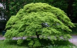 Viridis Dwarf Green Japanese Maple - 1 Gallon Pot 17 Viridis Dwarf Green Japanese Maple - 1 Gallon Pot -Plant Shop Picture Japanese Maple Viridis