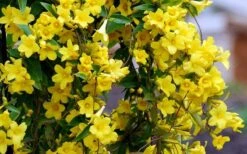 Carolina Yellow Jasmine - Jessamine (Gelsium Sempervirens) - 6 Pack Of 1 Gallon Pots -Plant Shop Picture Jasmine Carolina 6