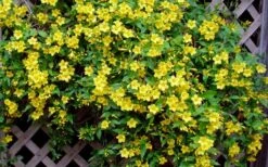 Carolina Yellow Jasmine - Jessamine (Gelsium Sempervirens) - 6 Pack Of 1 Gallon Pots -Plant Shop Picture Jasmine Carolina 7