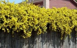 Carolina Yellow Jasmine - Jessamine (Gelsium Sempervirens) - 6 Pack Of 1 Gallon Pots -Plant Shop Picture Jasmine Carolina On Fence