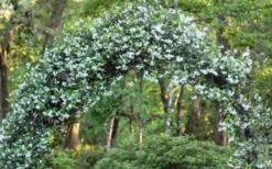 Star Jasmine Vine (Trachelospermum Jasminoides) - 6 Pack Of 1 Gallon Pots -Plant Shop Picture Jasmine Confederate On Arch